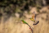 Vumbura - Little Bee Eaters3 Vumbura - Little Bee Eaters3